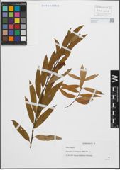Foto von Salix fragilis L.